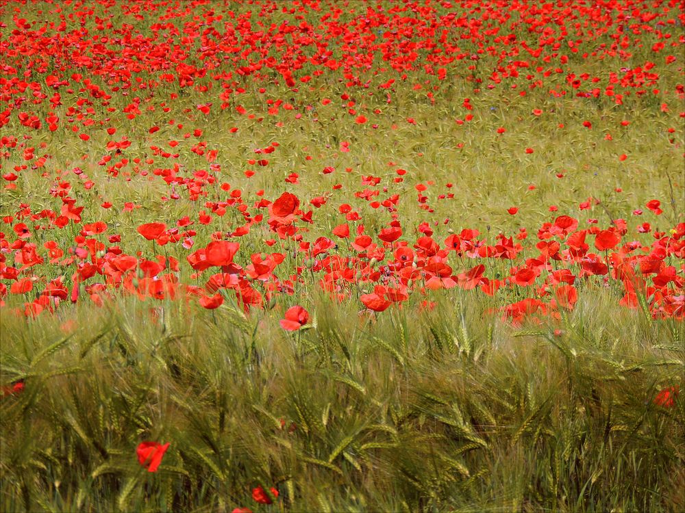 Mohn total