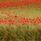 Mohn total