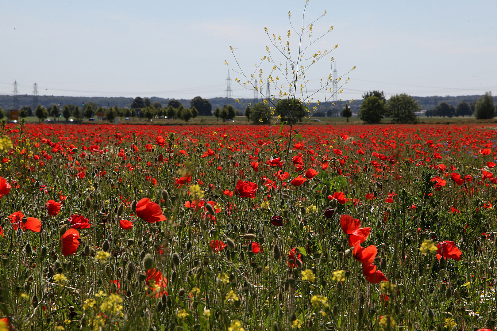 Mohn total im Westen von Köln