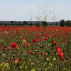 Mohn total im Westen von Köln