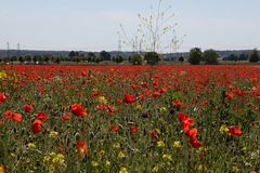 Mohn total im Westen von Köln