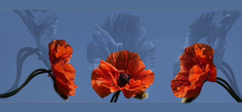 Mohn-Träume