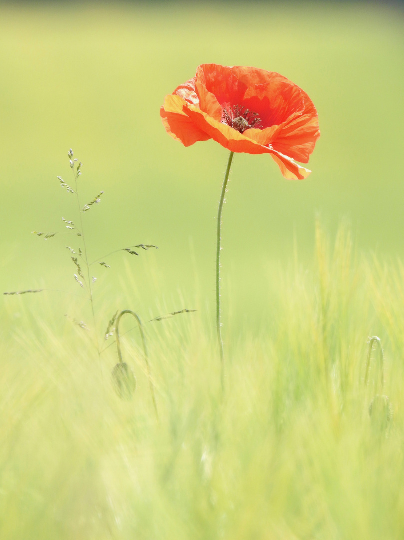 Mohn-Traum