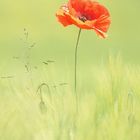 Mohn-Traum