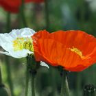 Mohn - Traum....