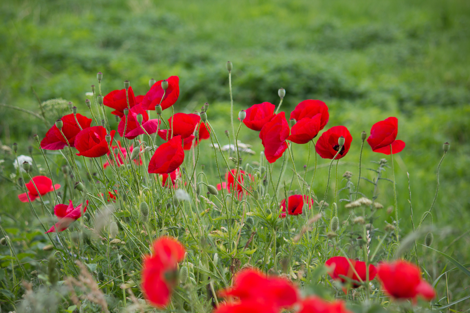 Mohn Treff :)