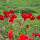 Mohn Treff :)