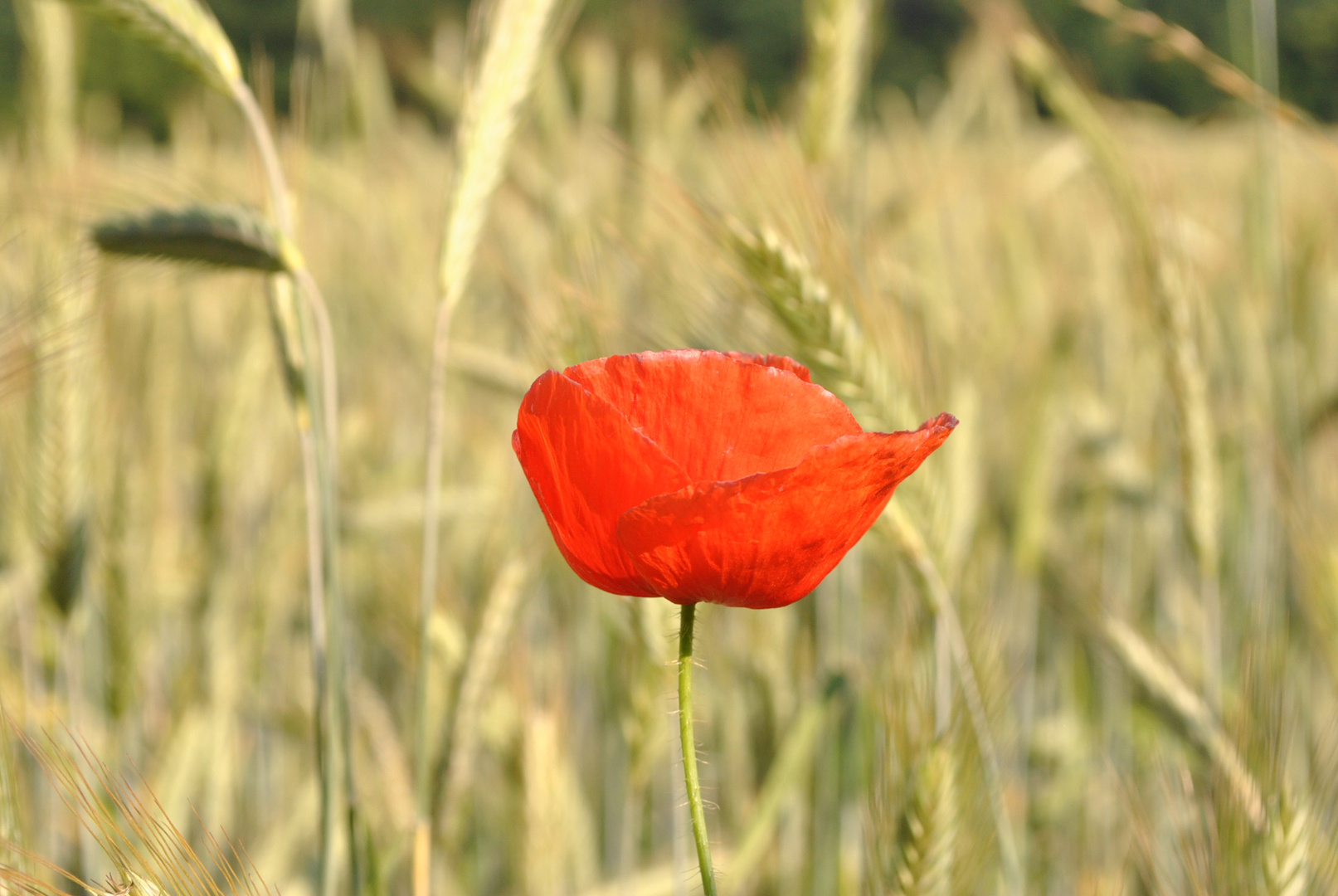 Mohn trifft auf Weizen