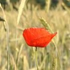 Mohn trifft auf Weizen