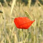 Mohn trifft auf Weizen