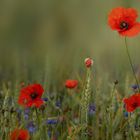 Mohn trifft Gerste