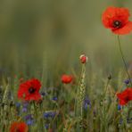 Mohn trifft Gerste