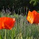 Mohn trifft Lavendel