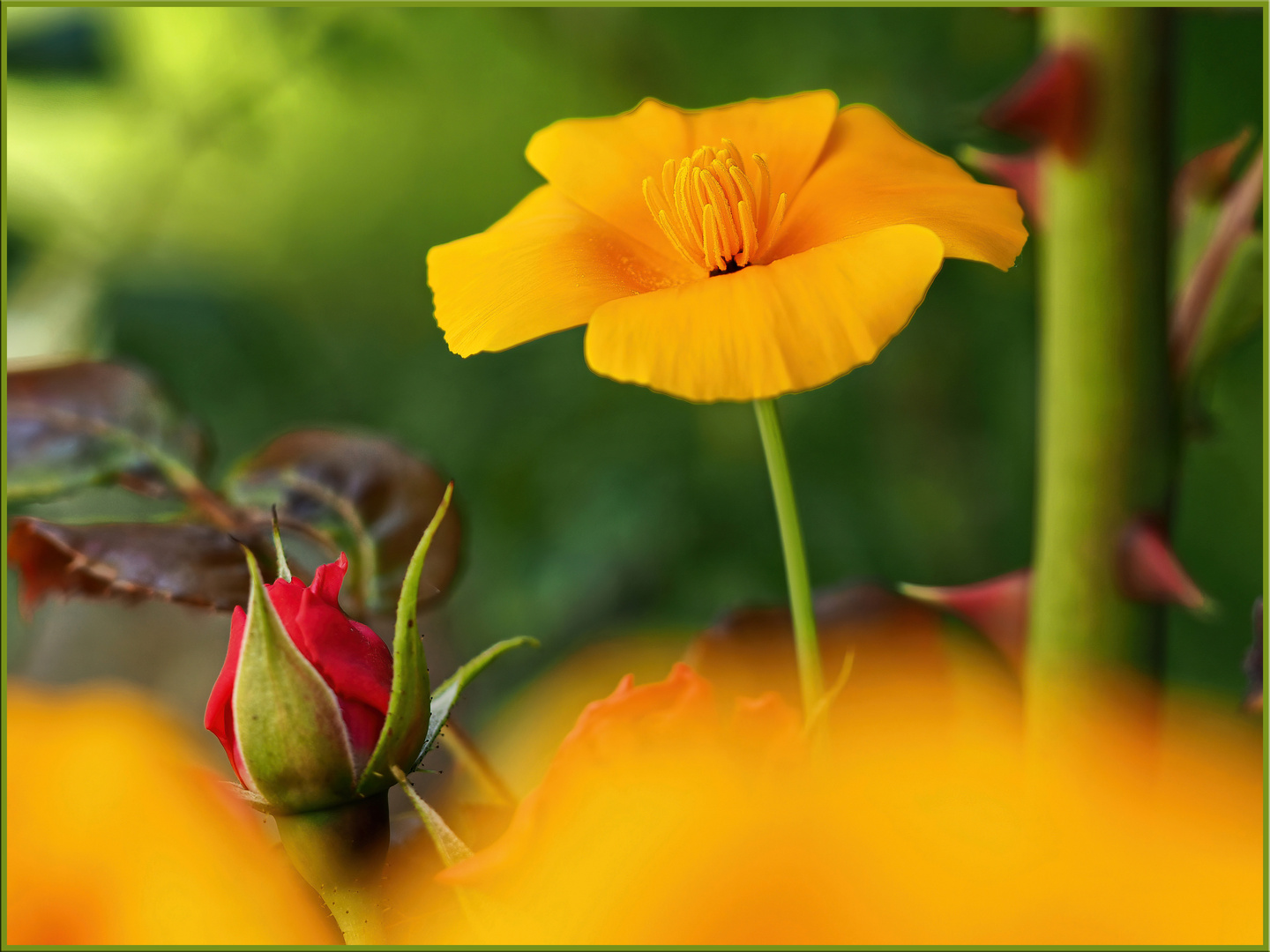 Mohn trifft Rose im Farbenrausch