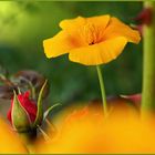 Mohn trifft Rose im Farbenrausch