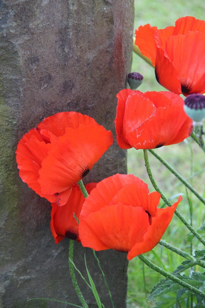 Mohn trifft Stein