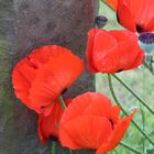 Mohn trifft Stein