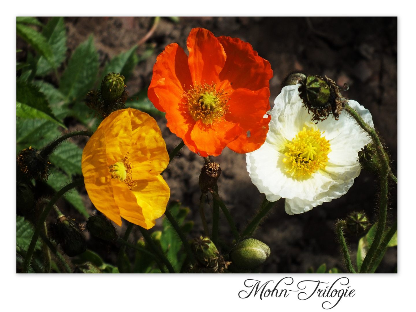 Mohn-Trilogie