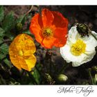 Mohn-Trilogie