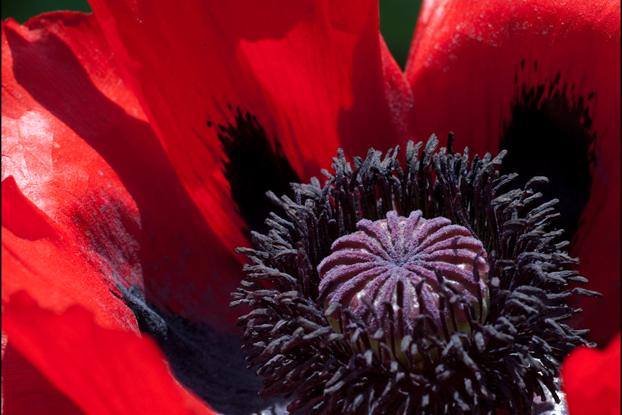 Mohn-Trilogie, II.