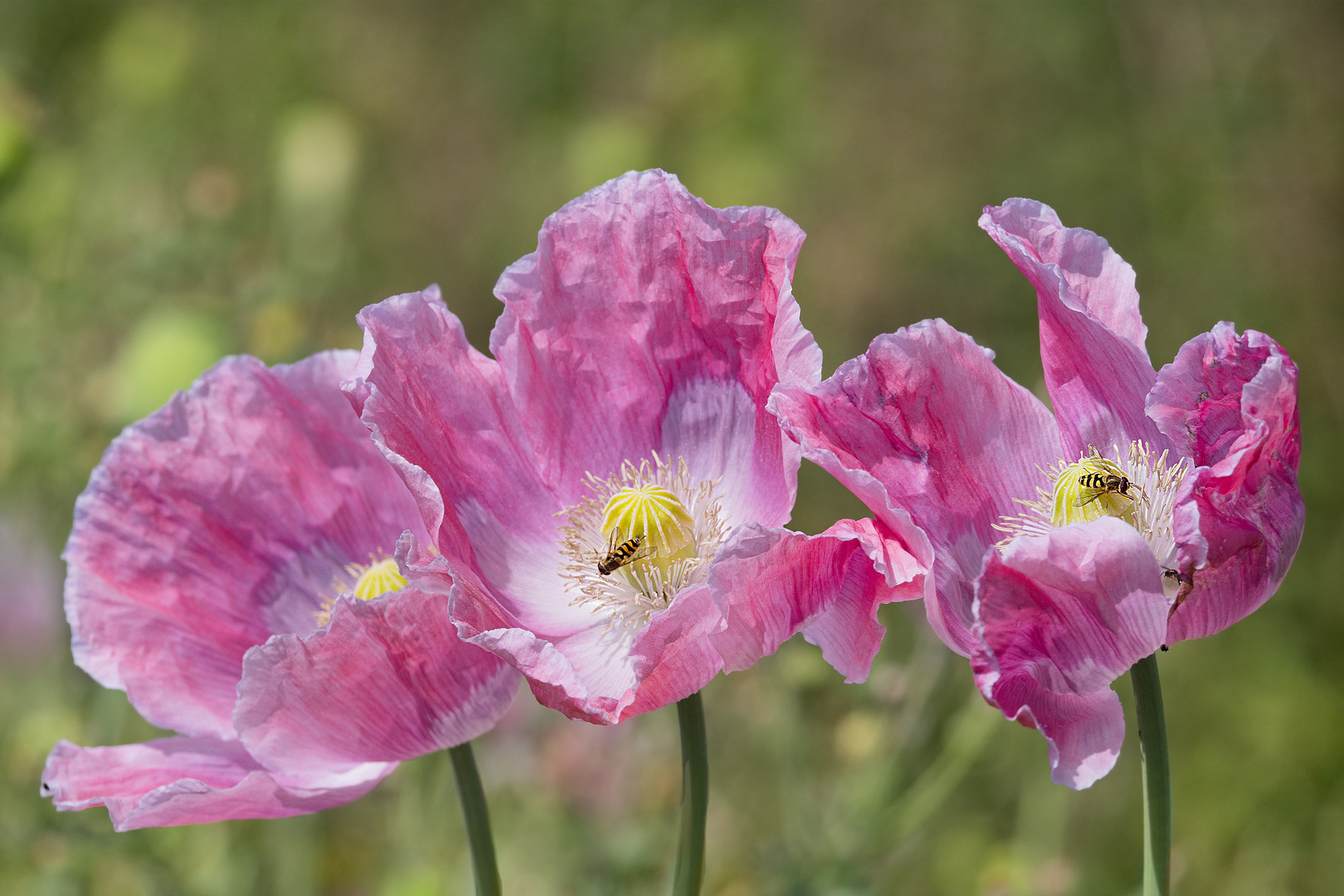 Mohn - Trio .... 