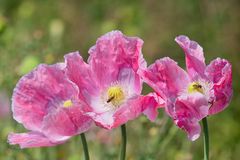 Mohn - Trio .... 