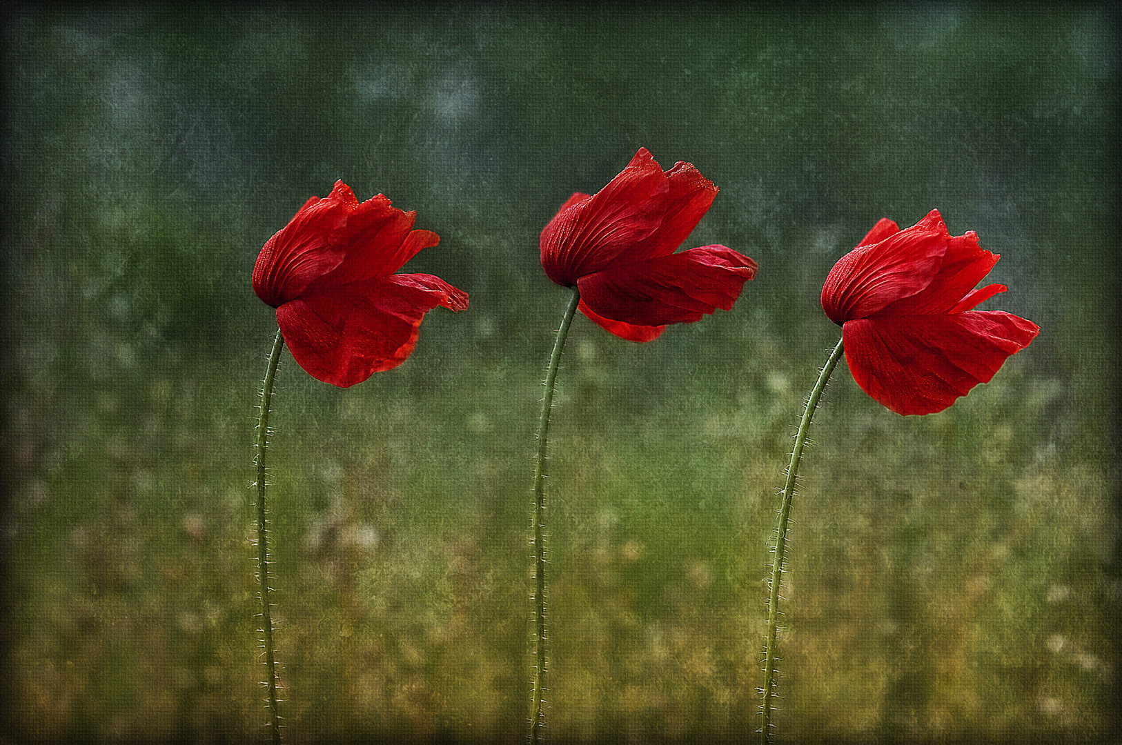 Mohn Trio....