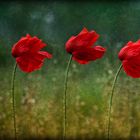 Mohn Trio....