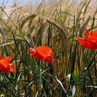 Mohn-Trio