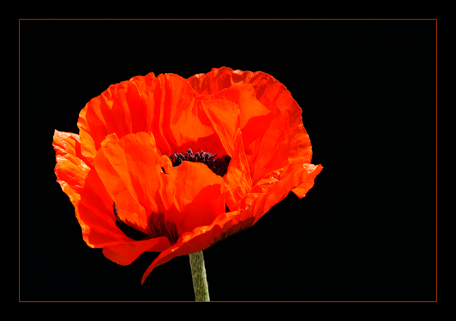 Mohn-Trip