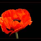 Mohn-Trip