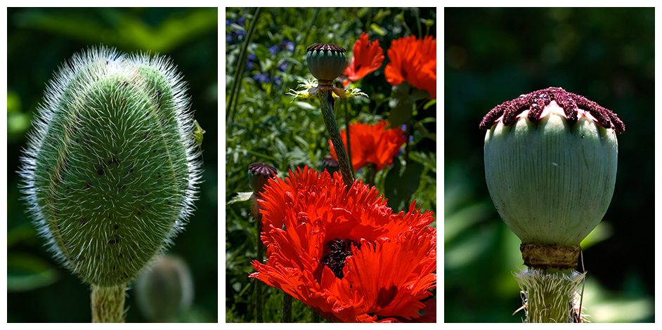 Mohn Triptychon