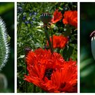 Mohn Triptychon