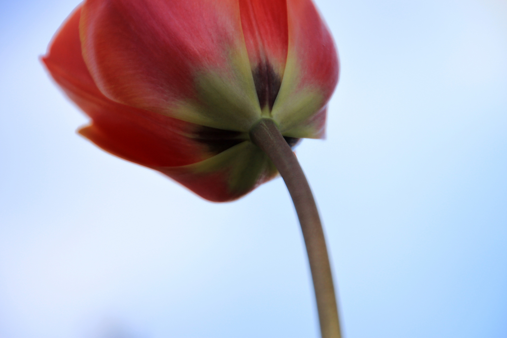 Mohn-Tulpe im Frühjahr