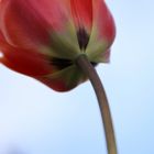 Mohn-Tulpe im Frühjahr