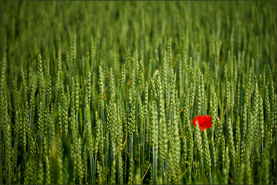 Mohn-Tupfer