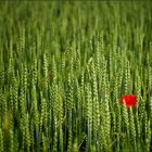 Mohn-Tupfer