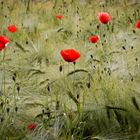 Mohn u Gerste_7673