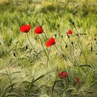 Mohn u Gerste_7675