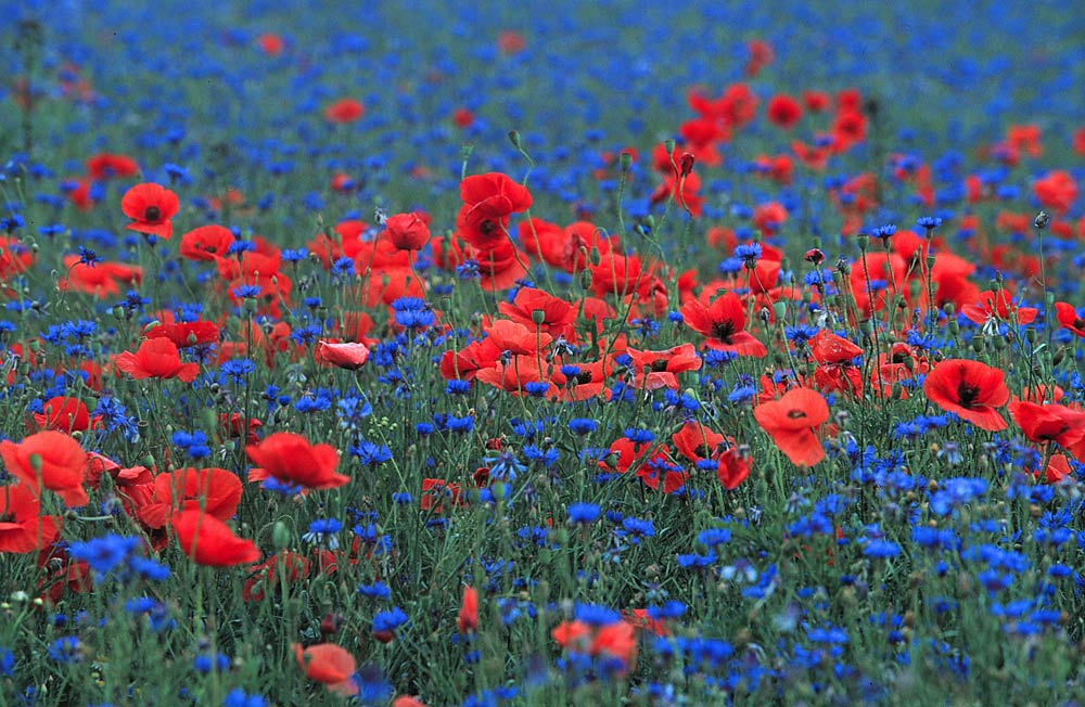 Mohn u. Kornblumen Foto &amp; Bild | landschaft, Äcker, felder &amp; wiesen ...