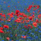 Mohn u. Kornblumen