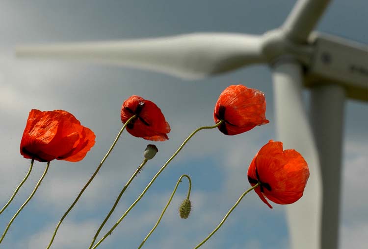 Mohn u. Windrad - getrieben vom Wind