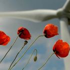 Mohn u. Windrad - getrieben vom Wind