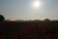 Mohn überbelichtet