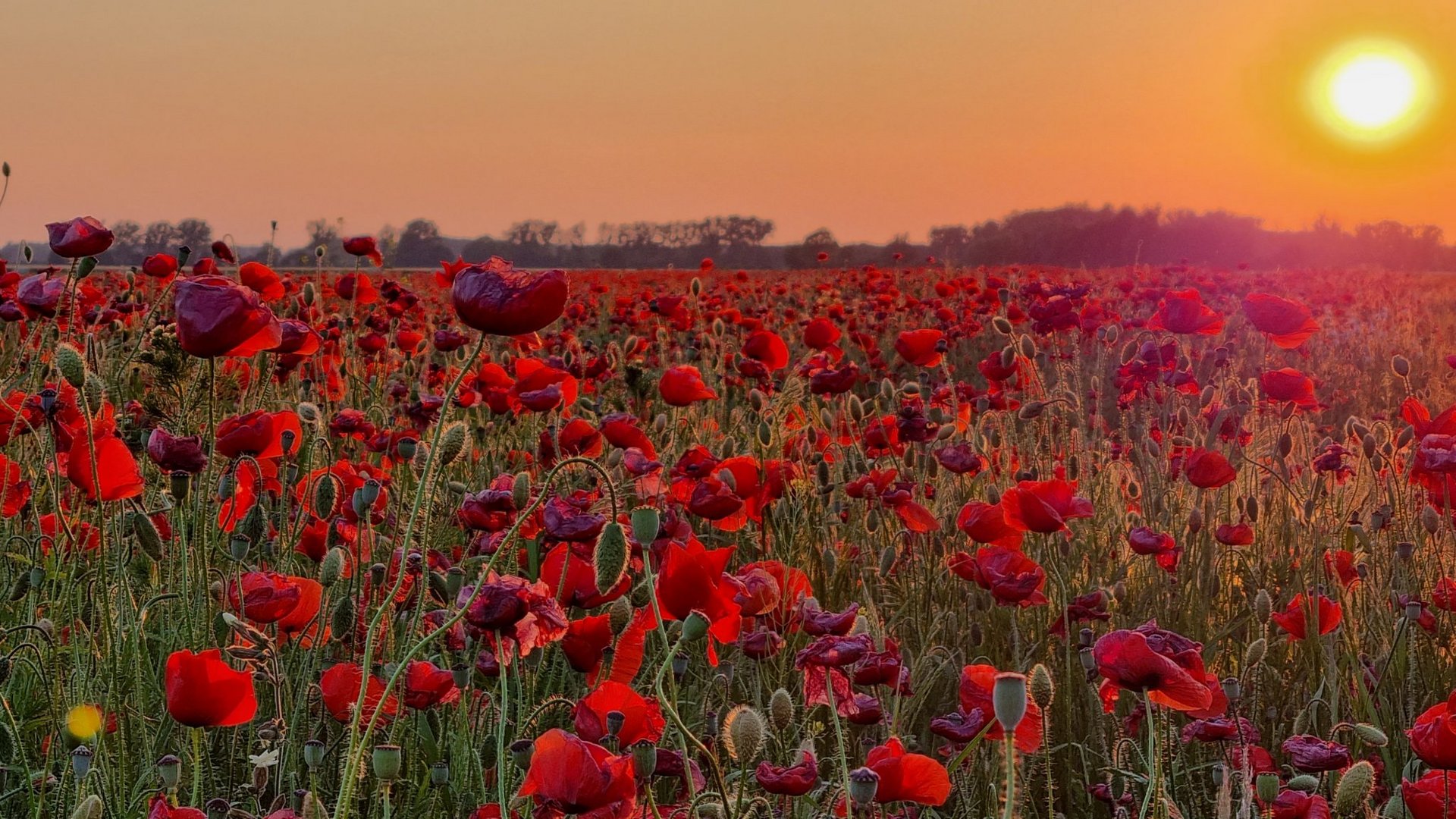 Mohn und Abendrot