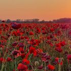 Mohn und Abendrot