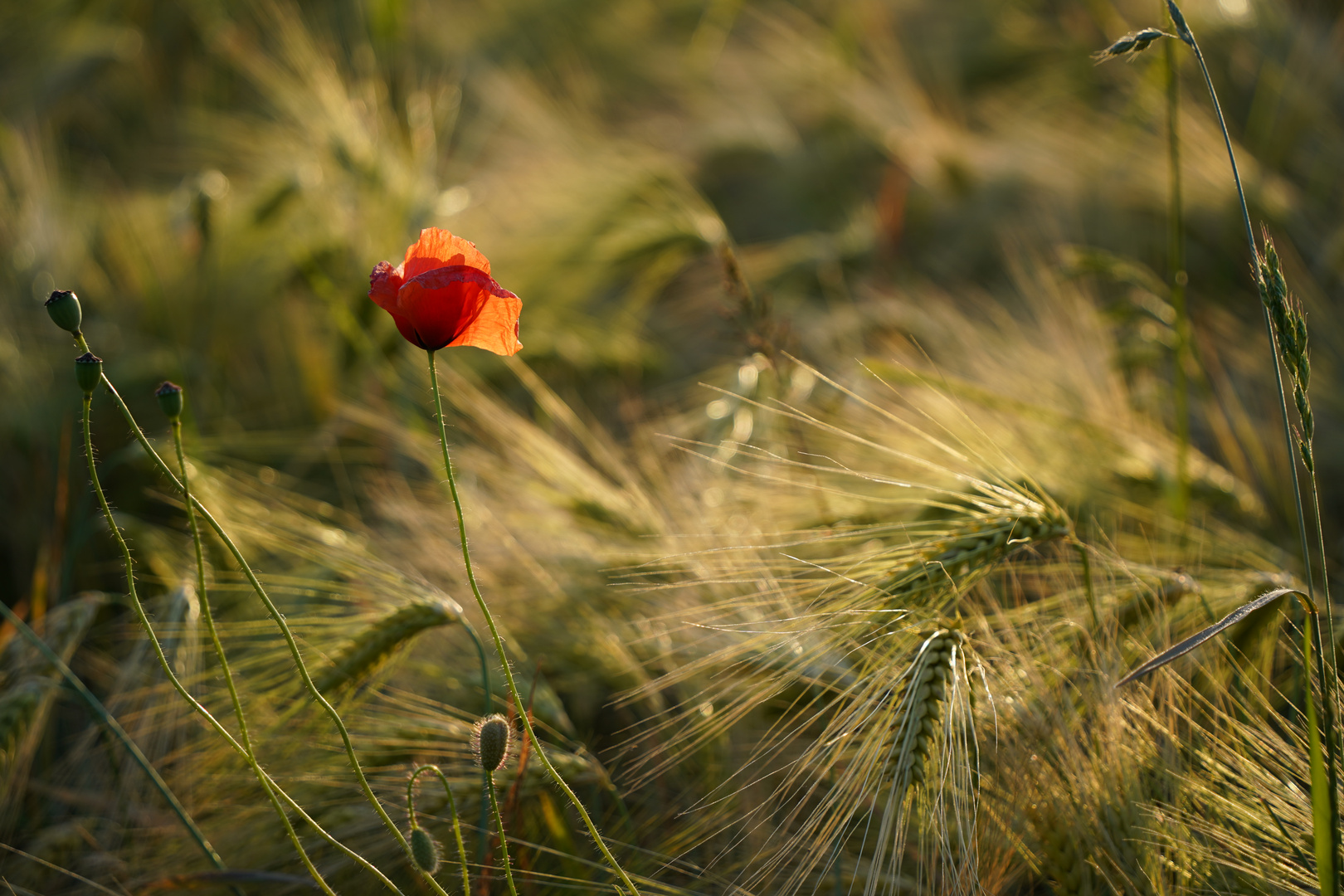 Mohn und Ähre