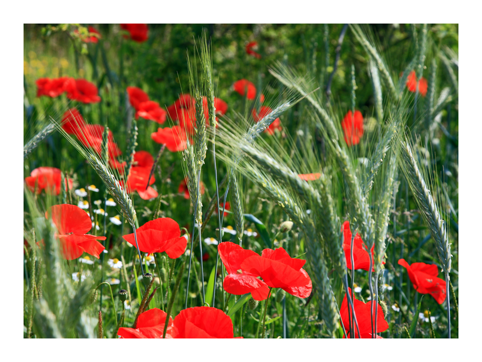 Mohn und Ähren