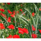 Mohn und Ähren