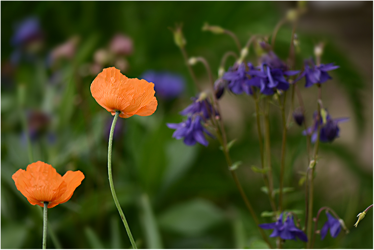 Mohn und Akelei